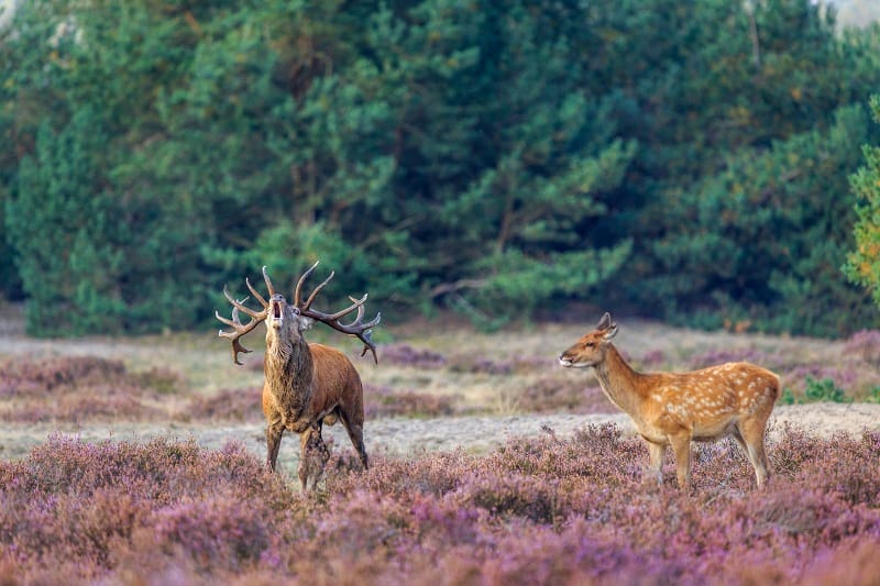 Netherlands, Otterlo, National Park De Hoge Veluwe