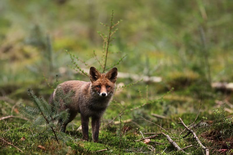 Vos in het bos tijdens wandelen in Otterlo Vos in het bos tijdens wandelen in Otterlo