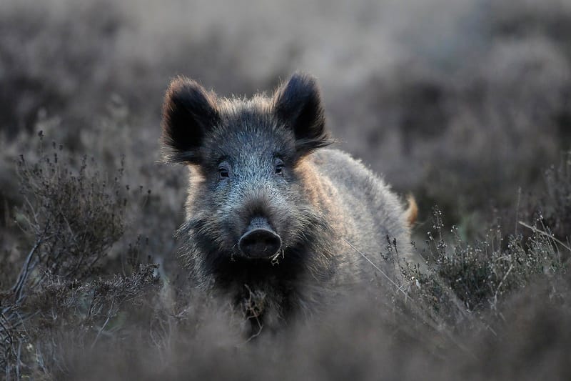 Wild zwijn kijkt ons aan tijdens wandelen Wild zwijn kijkt ons aan tijdens wandelen
