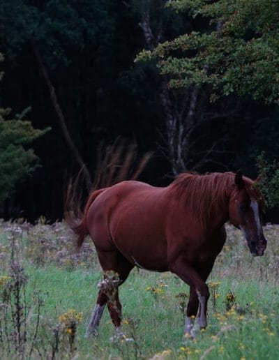 Paard bij Boerderij Mossel in Otterlo