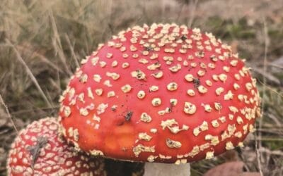 Dorpspraat november 2025